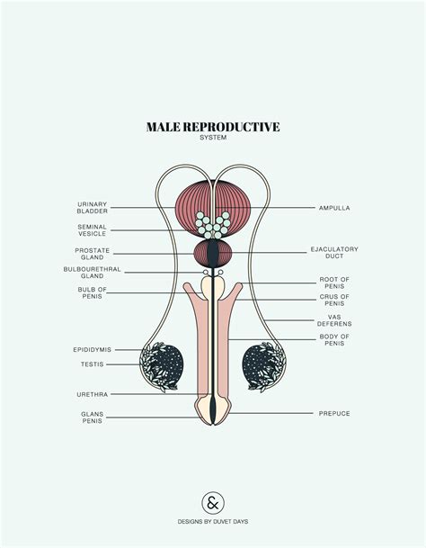 foto peni|Male Genitalia Pictures, Anatomy & Diagram .